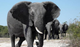 大象视频在线观看,在线观看，畅享视听盛宴